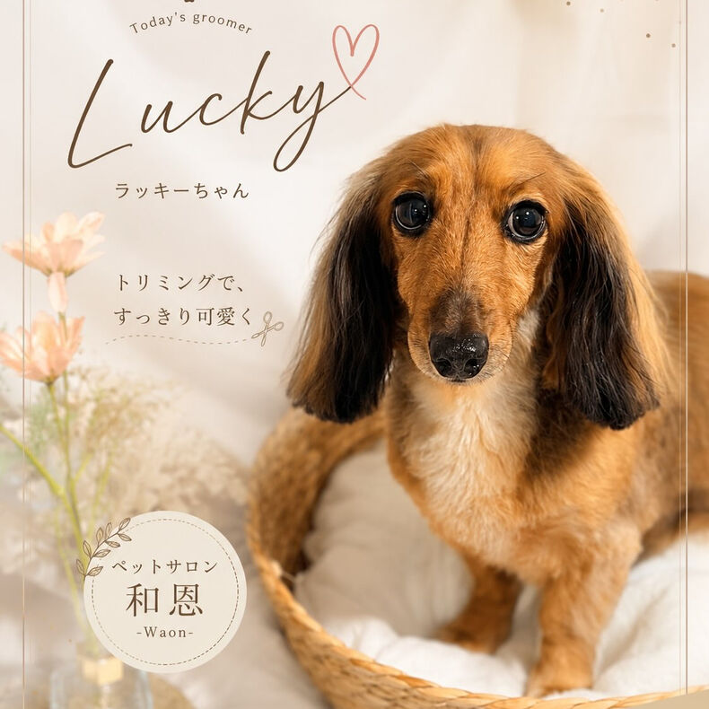 画像2509：ダックスのラッキーちゃん🥰
