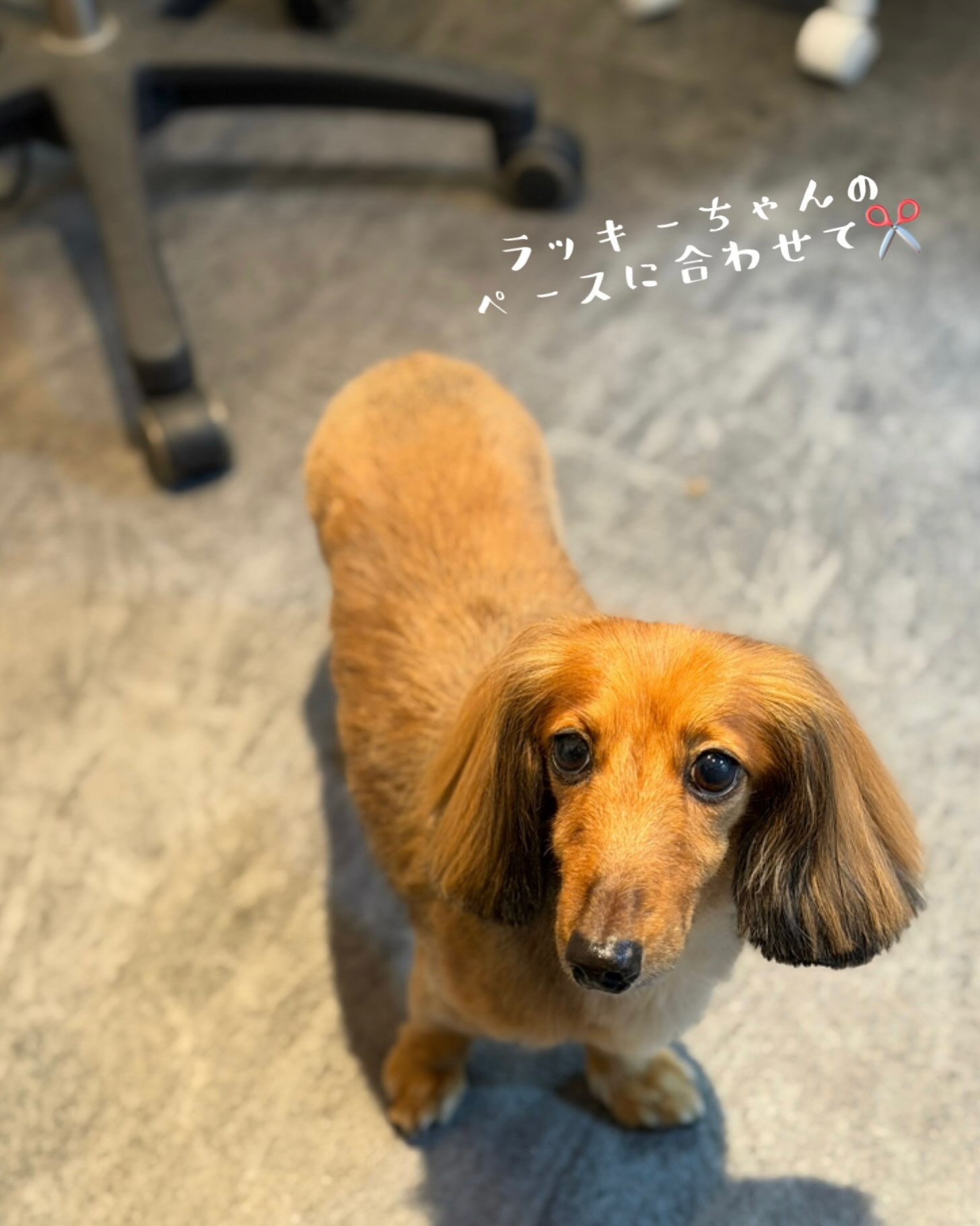 ダックスのラッキーちゃん🥰