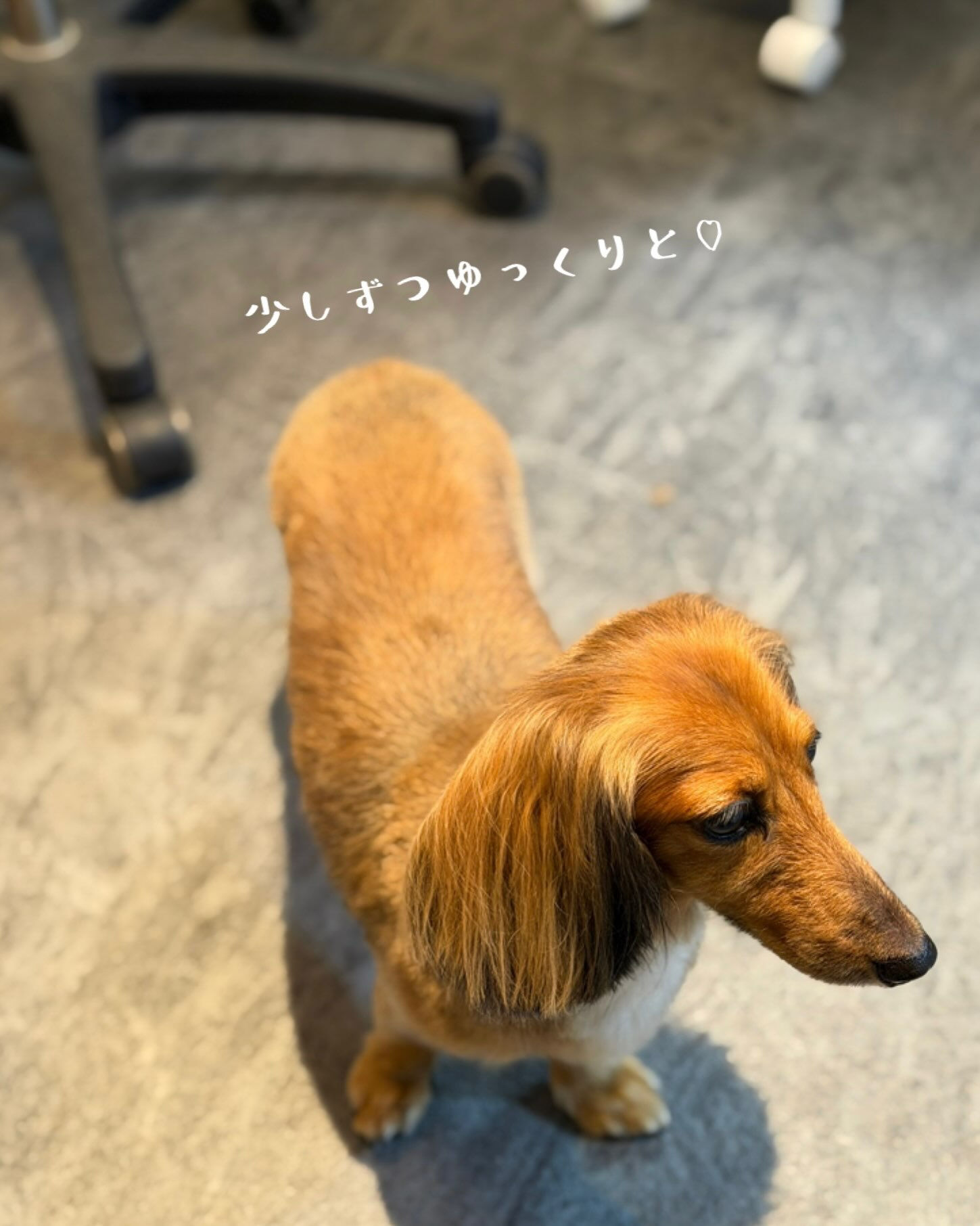 ダックスのラッキーちゃん🥰