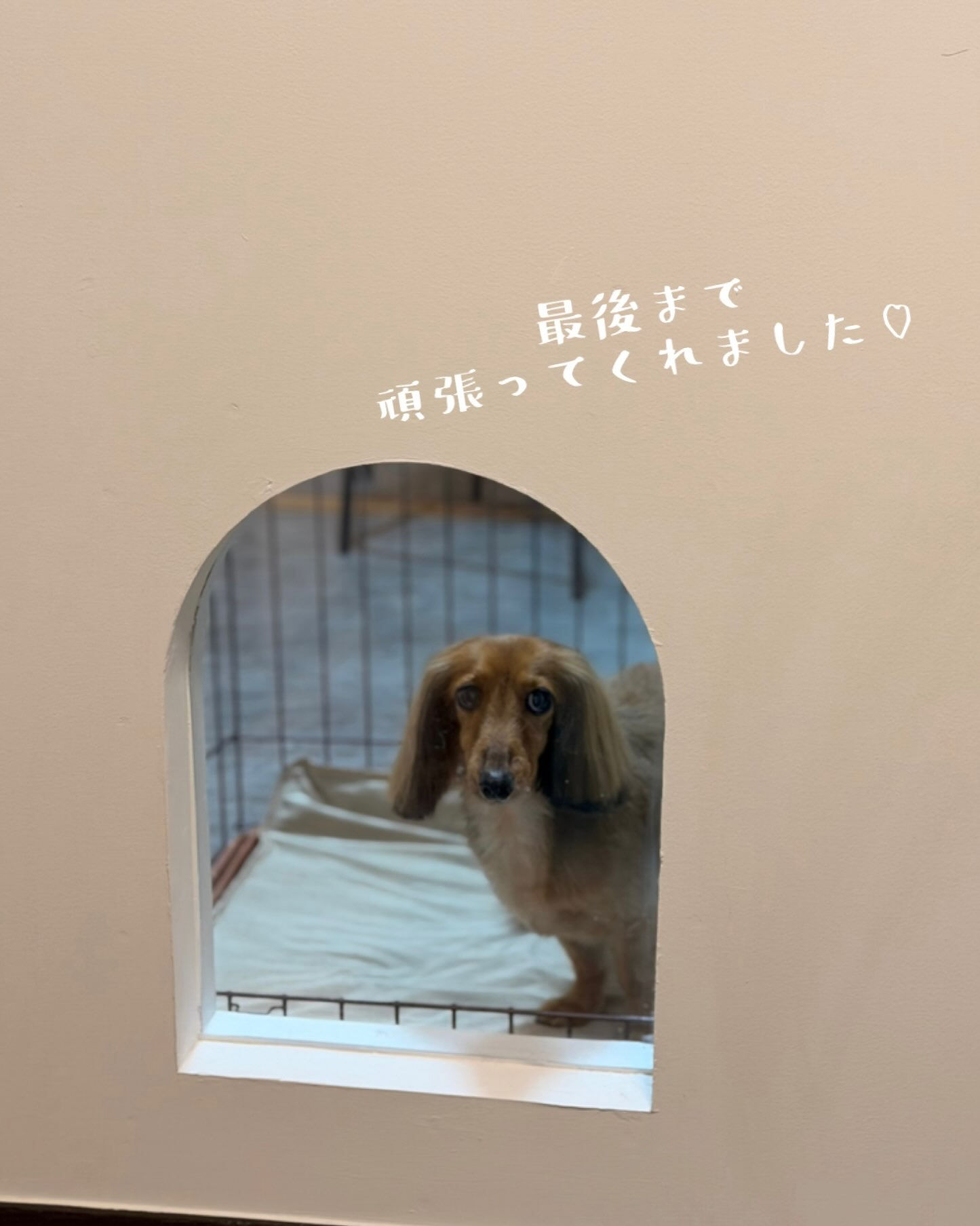 ダックスのラッキーちゃん🥰