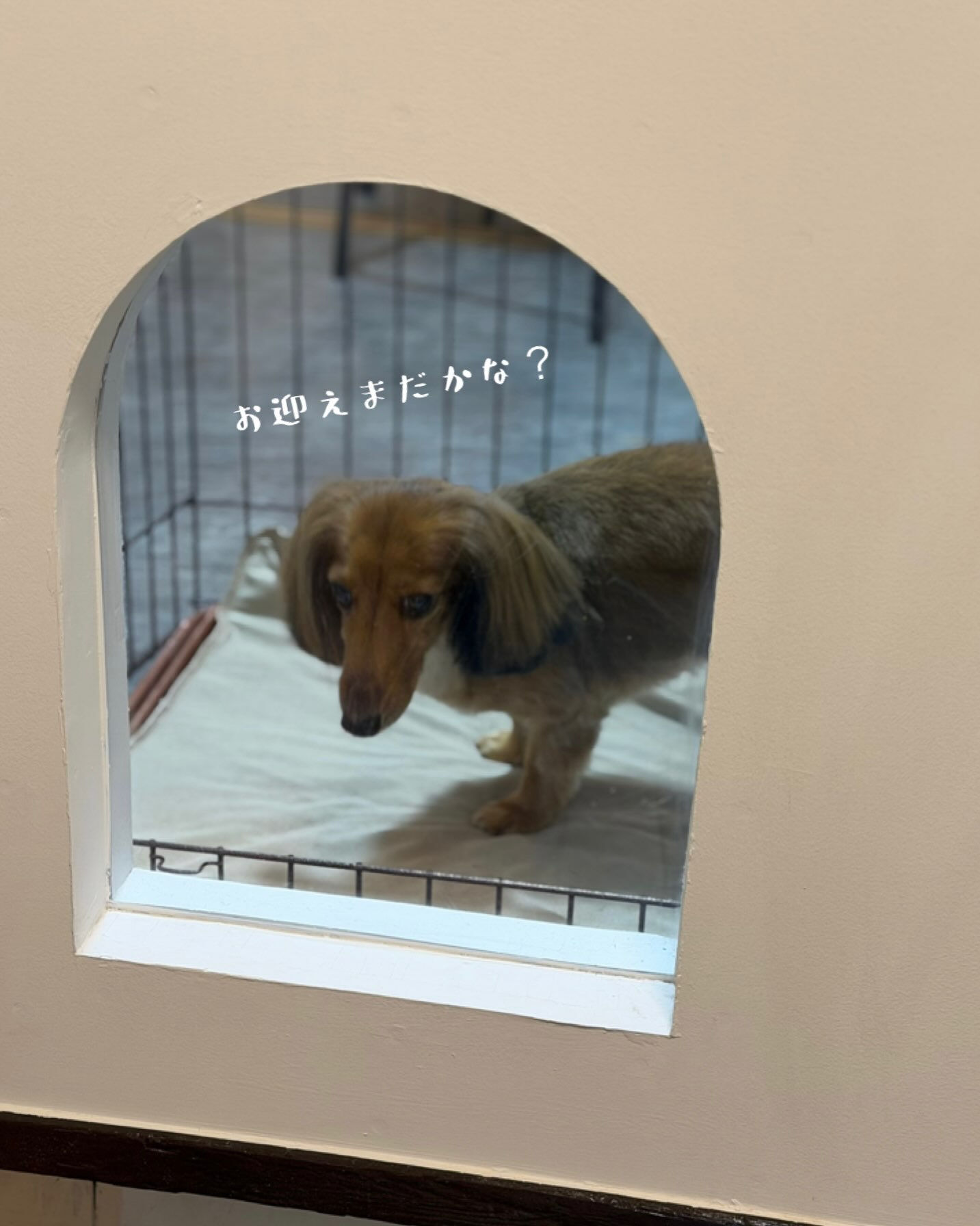 ダックスのラッキーちゃん🥰