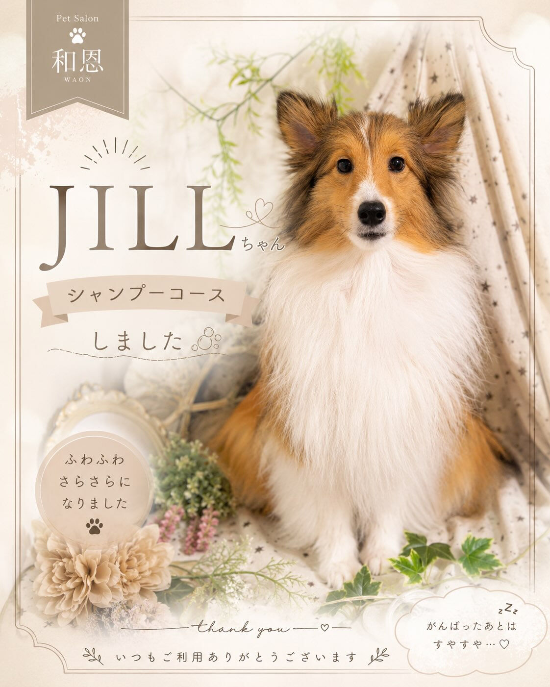 🐶 シェルティのJILLちゃん ✂️🫧