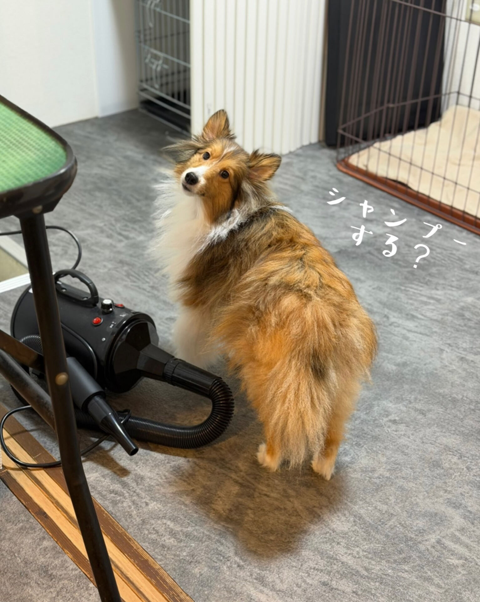 🐶 シェルティのJILLちゃん ✂️🫧