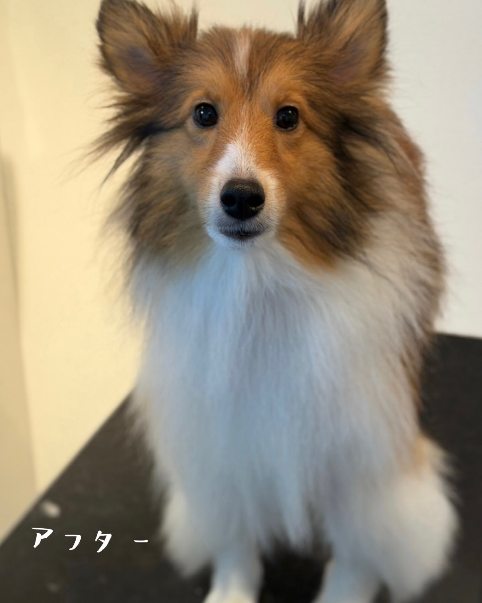 🐶 シェルティのJILLちゃん ✂️🫧