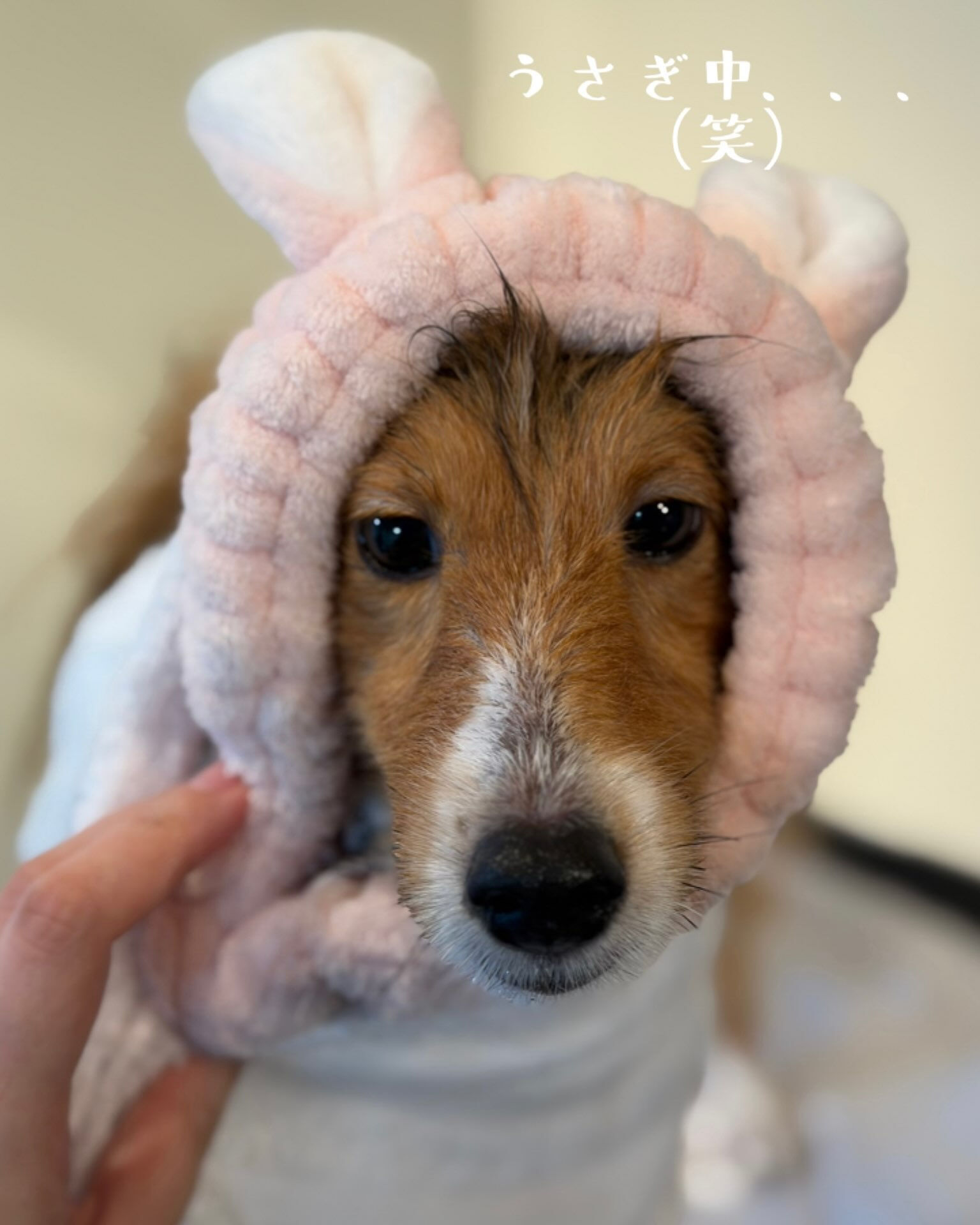 🐶 シェルティのJILLちゃん ✂️🫧