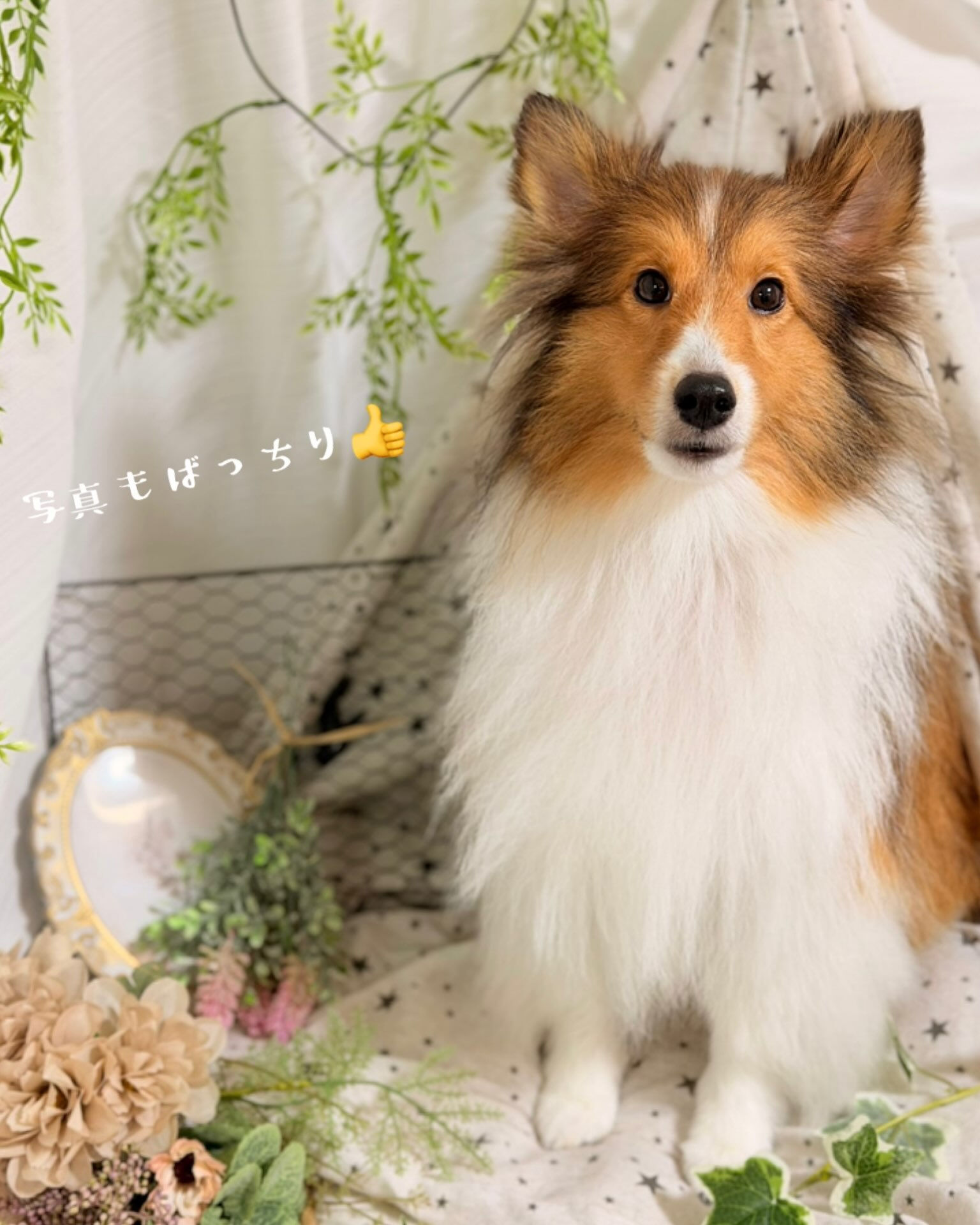 🐶 シェルティのJILLちゃん ✂️🫧