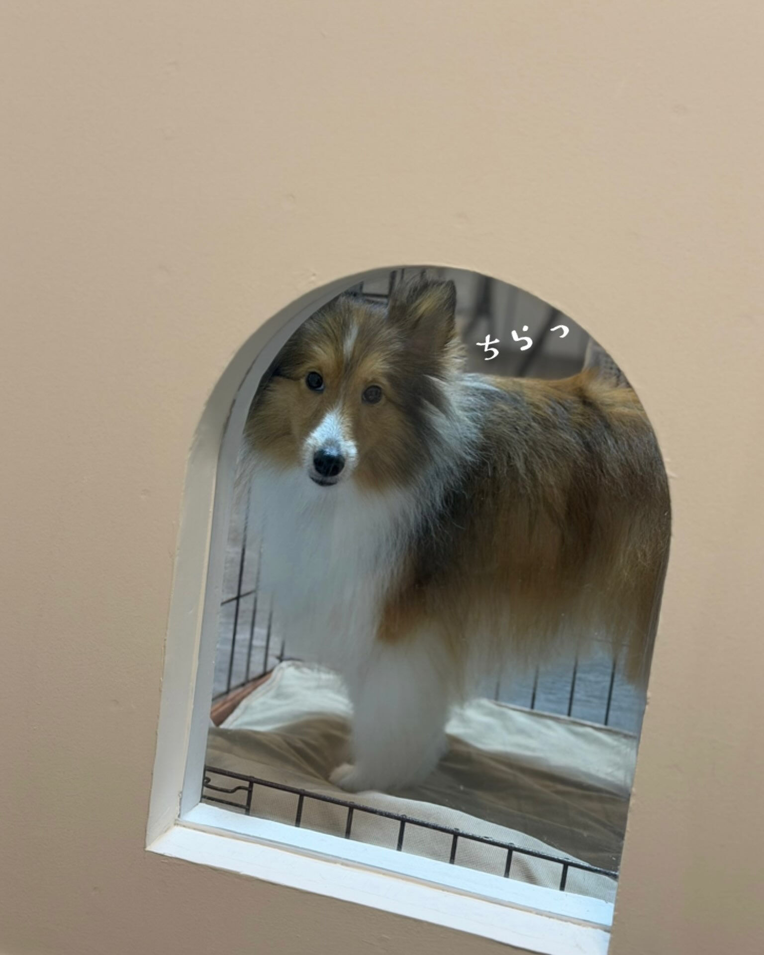🐶 シェルティのJILLちゃん ✂️🫧