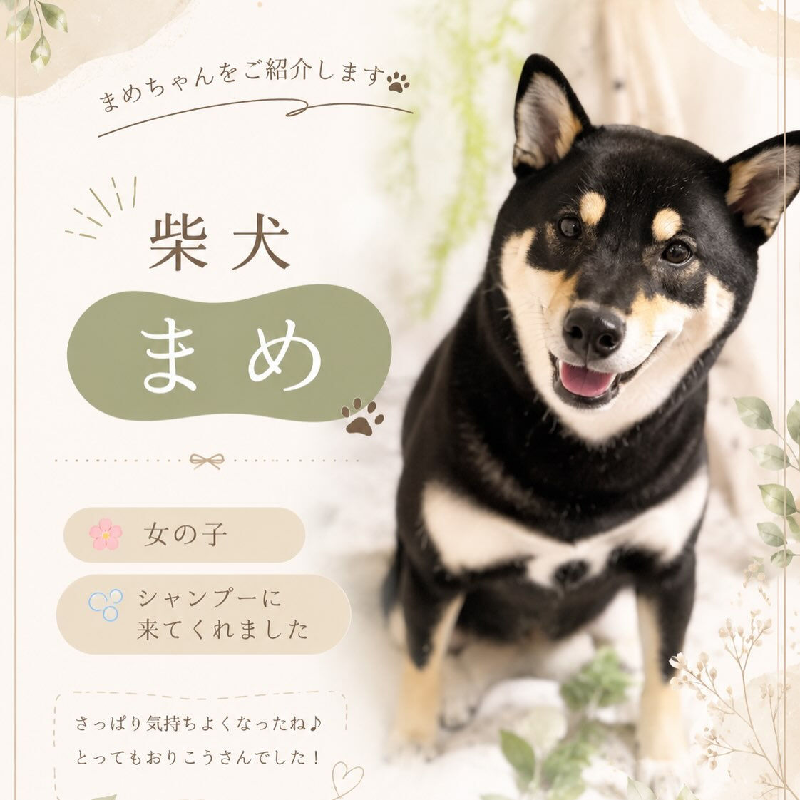 🐾 柴犬のまめちゃん🐾