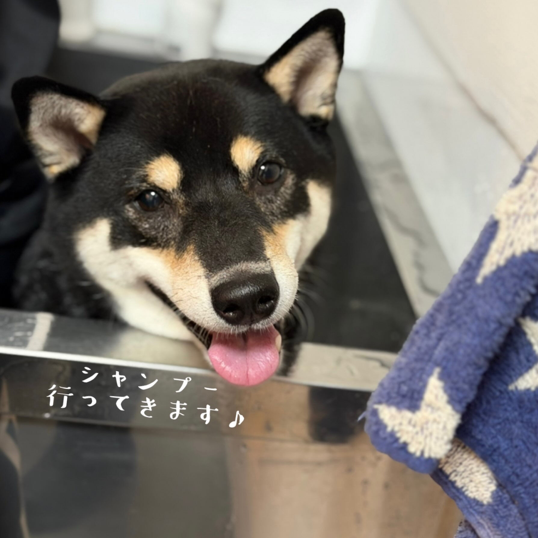 🐾 柴犬のまめちゃん🐾