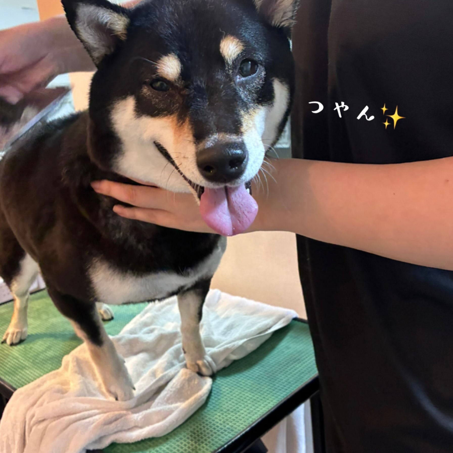 🐾 柴犬のまめちゃん🐾