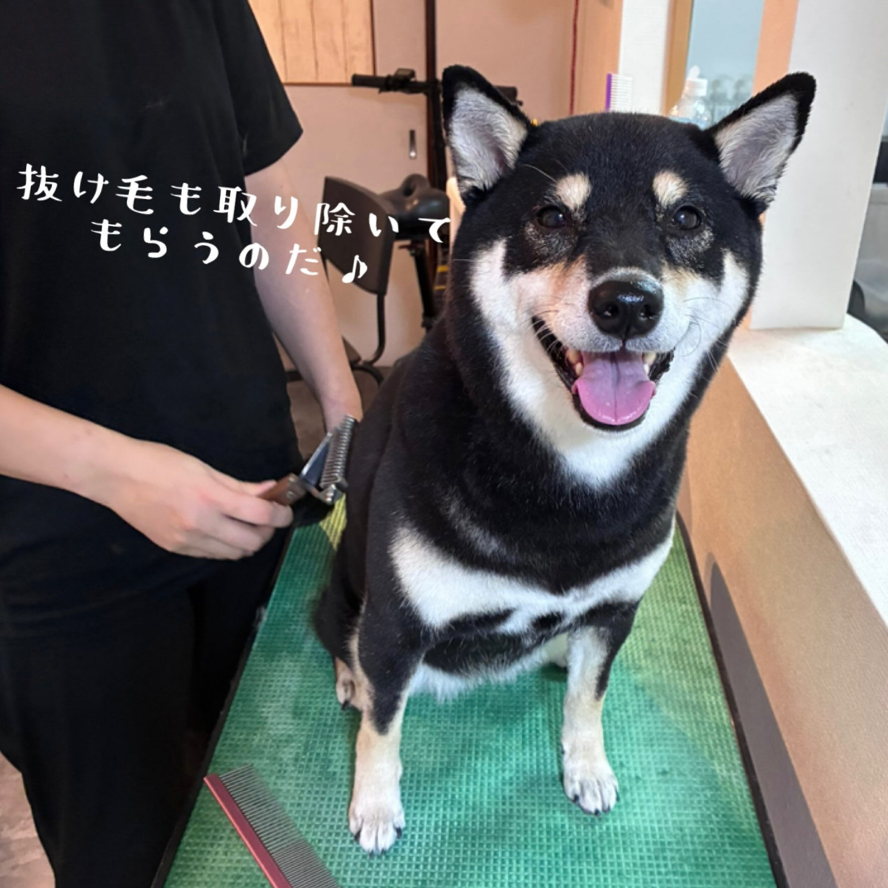 🐾 柴犬のまめちゃん🐾