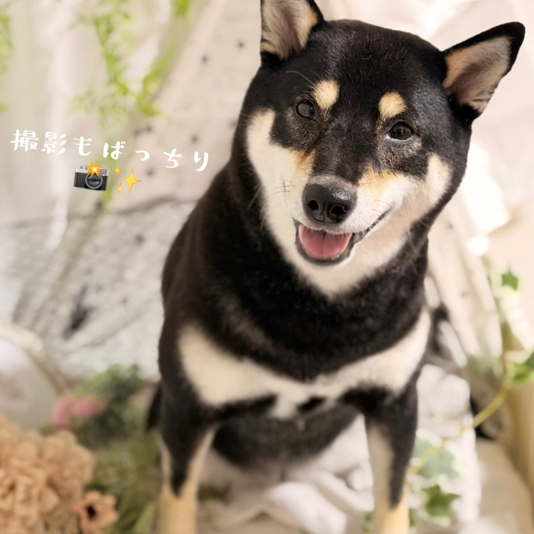 🐾 柴犬のまめちゃん🐾