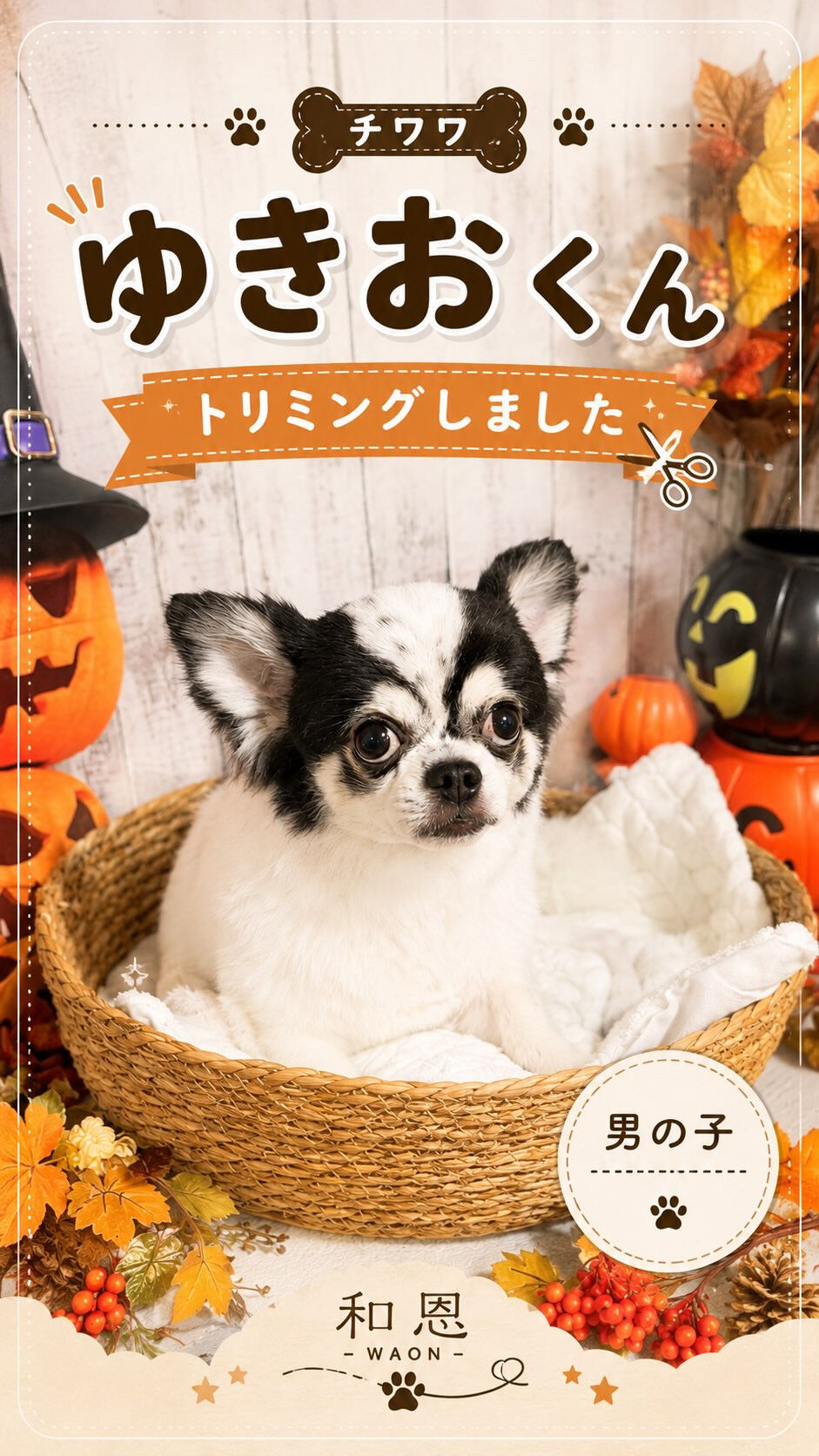 🎃🐾 ゆきおくんのご紹介 🐾🎃