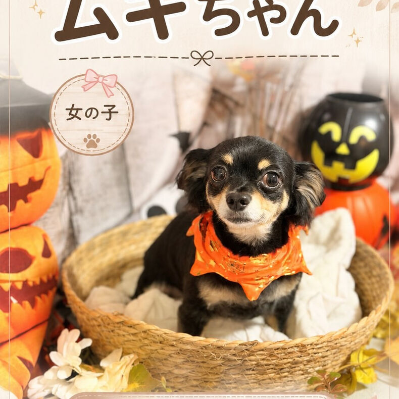 動画サムネイル