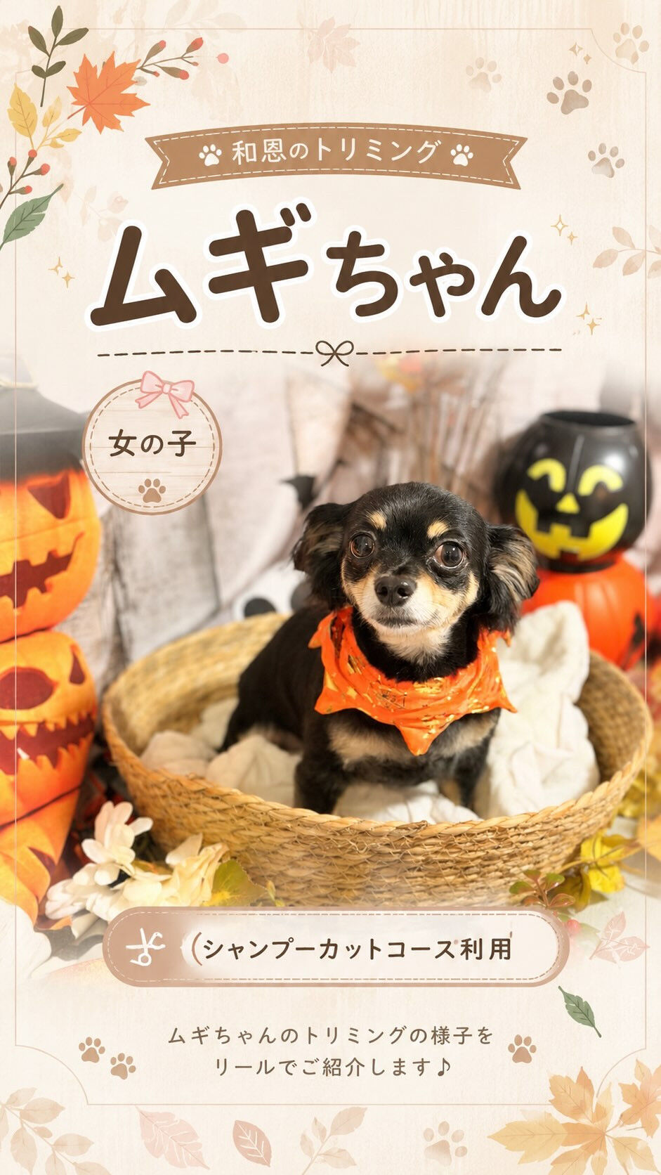 🐶🧡 mix犬のムギちゃん 🧡🐶