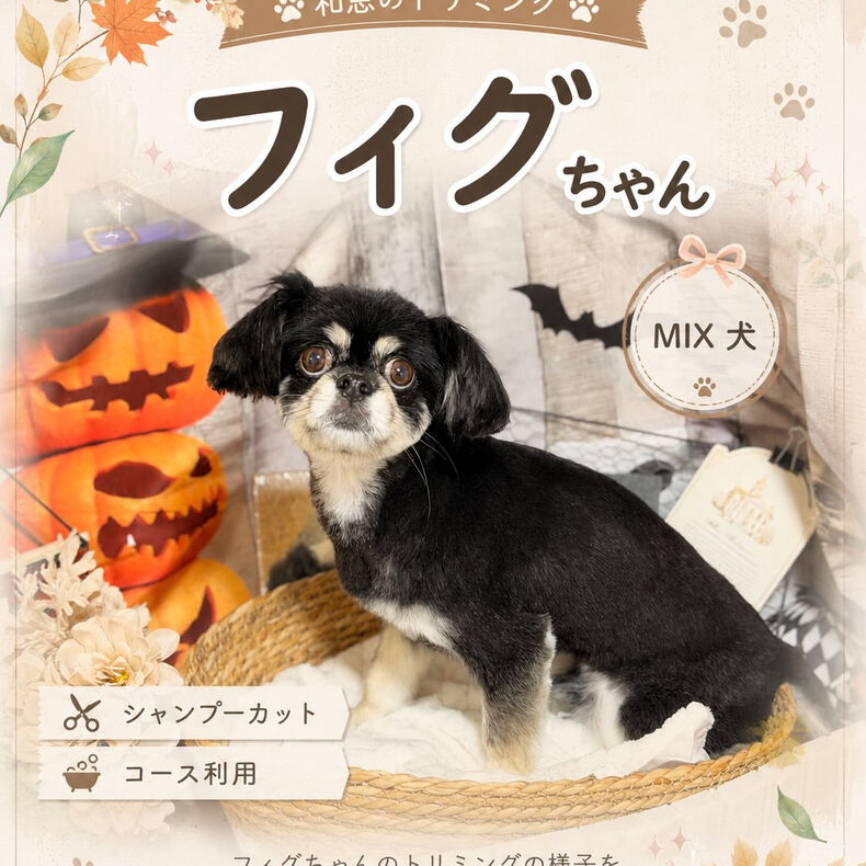画像3607：🐶🍂 mix犬のフィグちゃん 🍂🐶