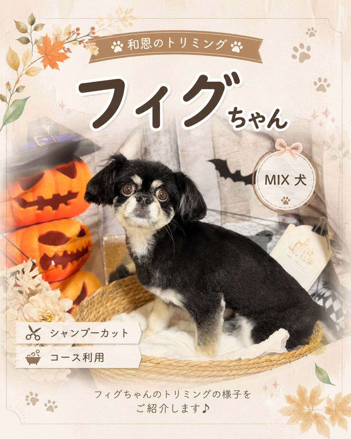 🐶🍂 mix犬のフィグちゃん 🍂🐶