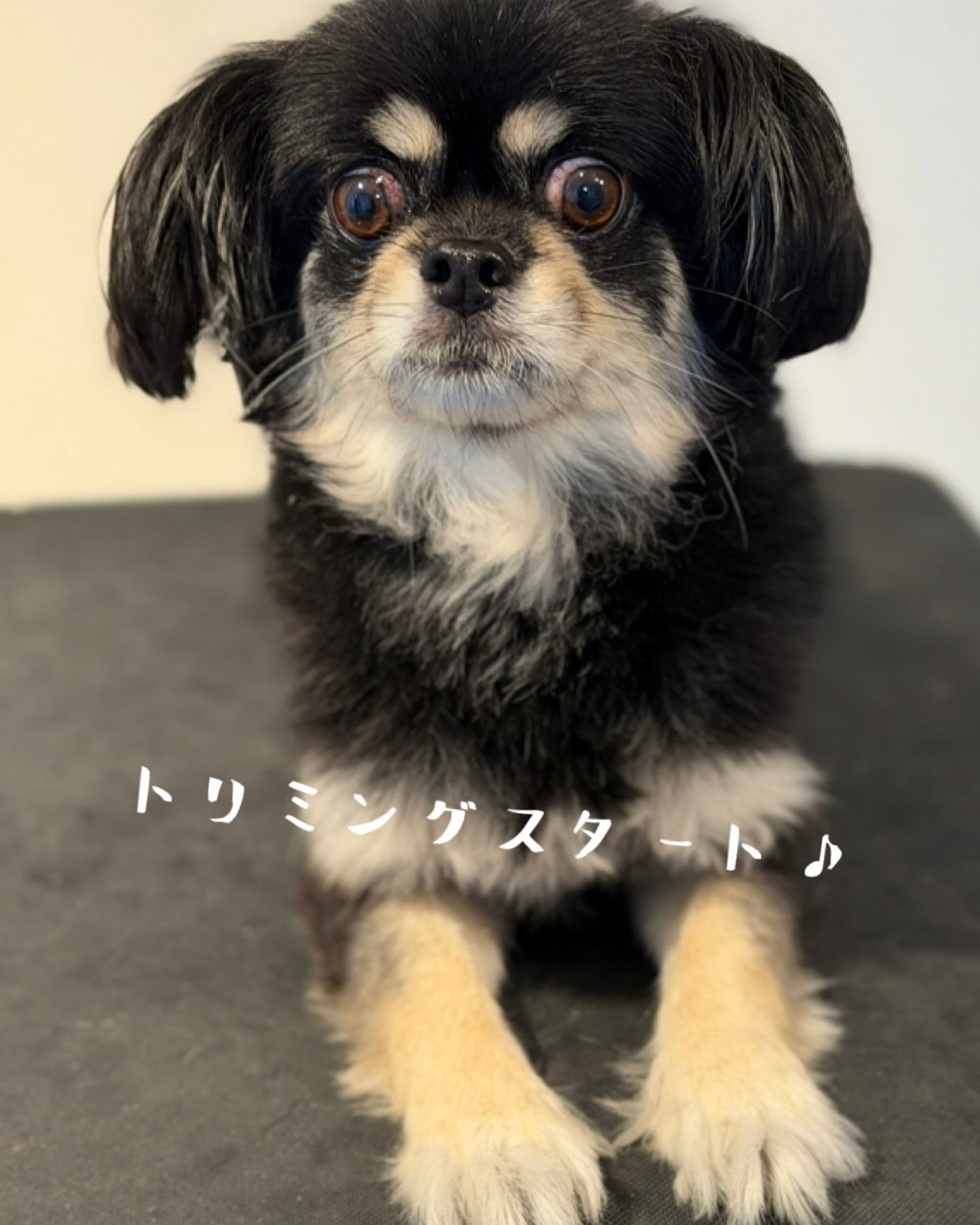 🐶🍂 mix犬のフィグちゃん 🍂🐶