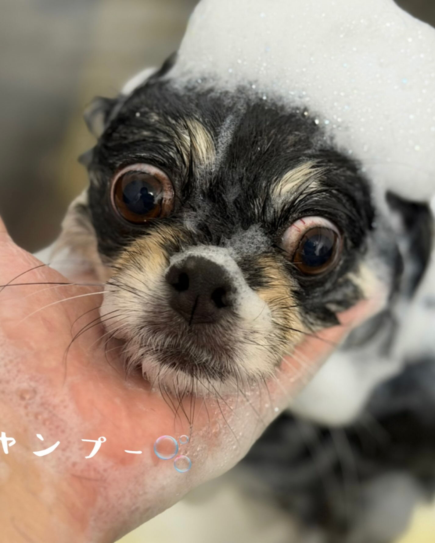 🐶🍂 mix犬のフィグちゃん 🍂🐶
