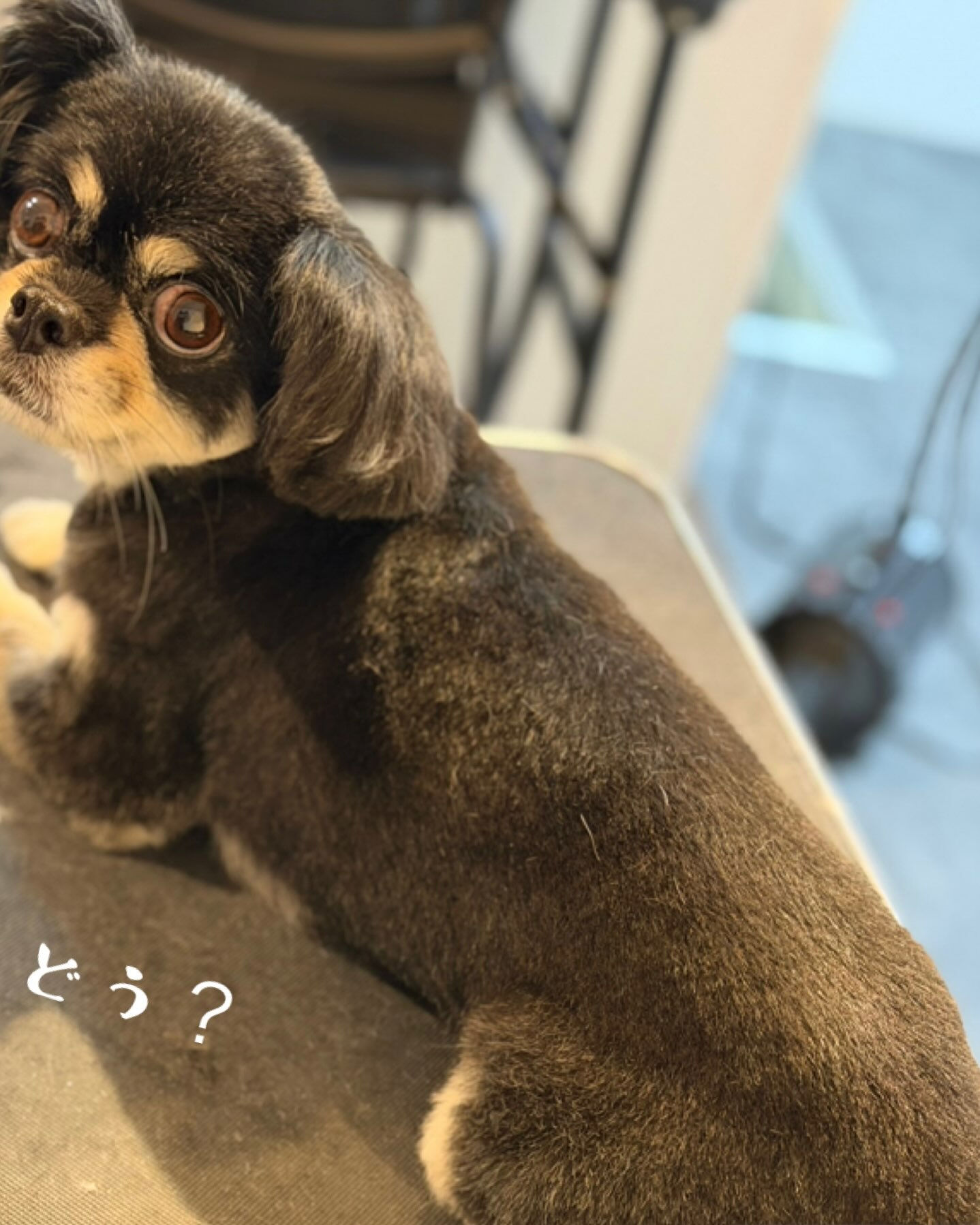 🐶🍂 mix犬のフィグちゃん 🍂🐶