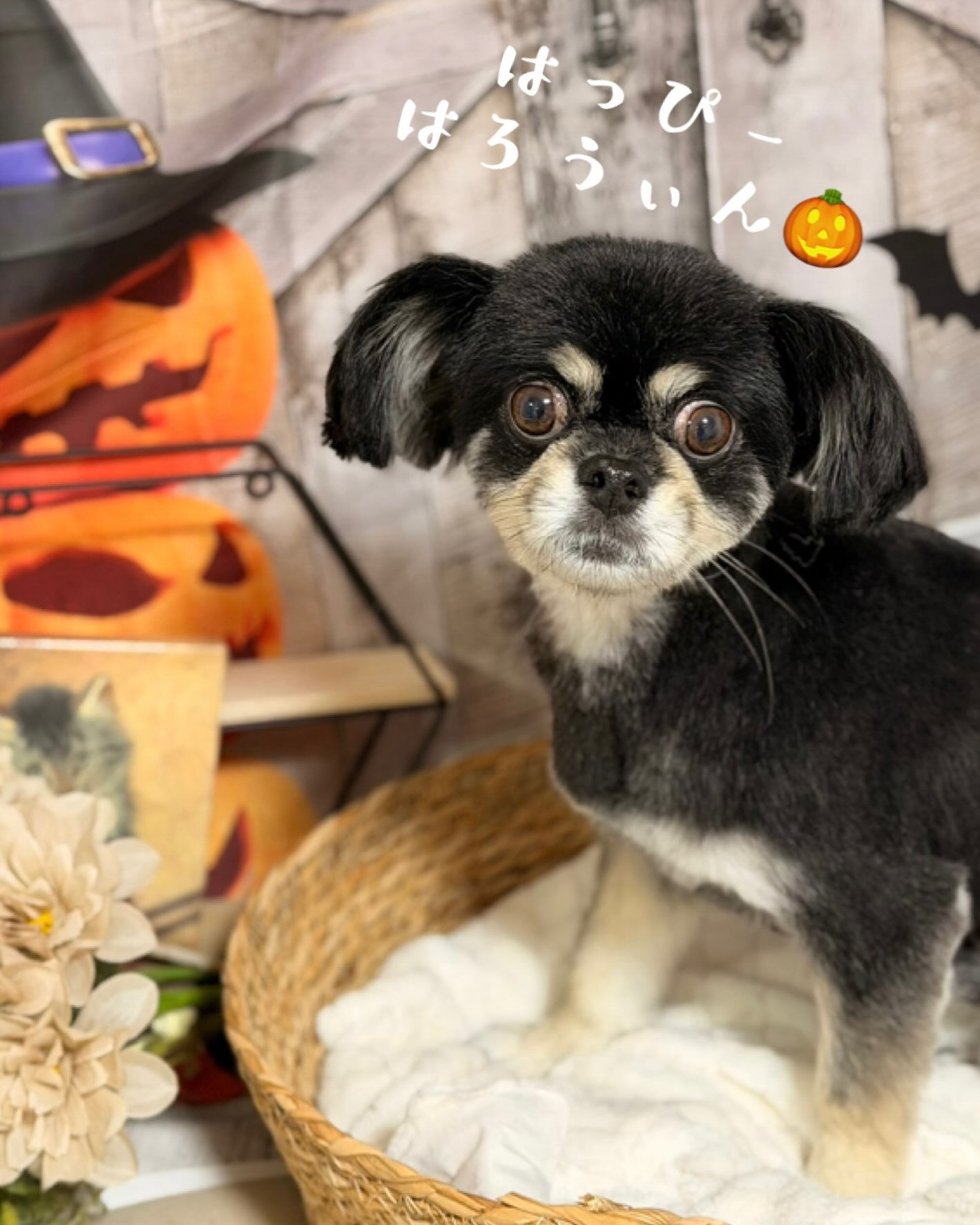 🐶🍂 mix犬のフィグちゃん 🍂🐶
