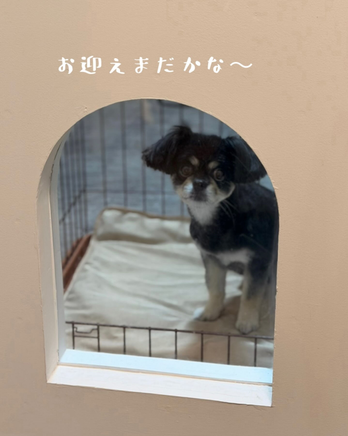 🐶🍂 mix犬のフィグちゃん 🍂🐶
