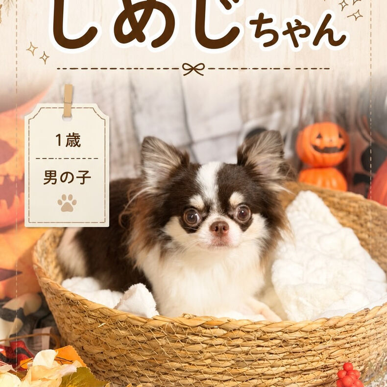 動画サムネイル