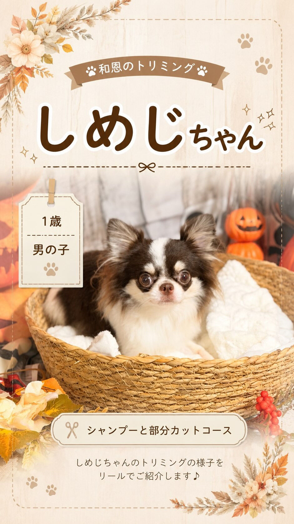🐶🎃 チワワのしめじちゃん 🎃🐶