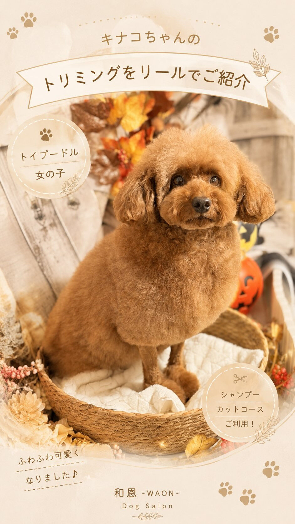 🐩💕 プードルのキナコちゃんのトリミングをご紹介✂️